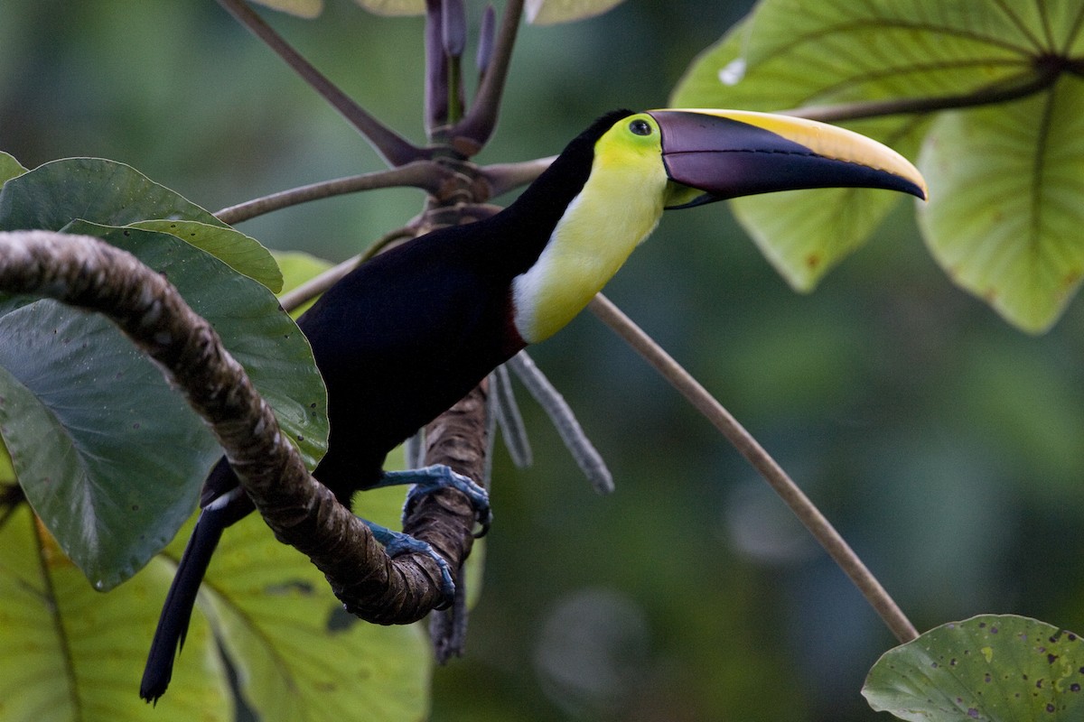 Yellow-throated Toucan (Chestnut-mandibled) - ML129933521