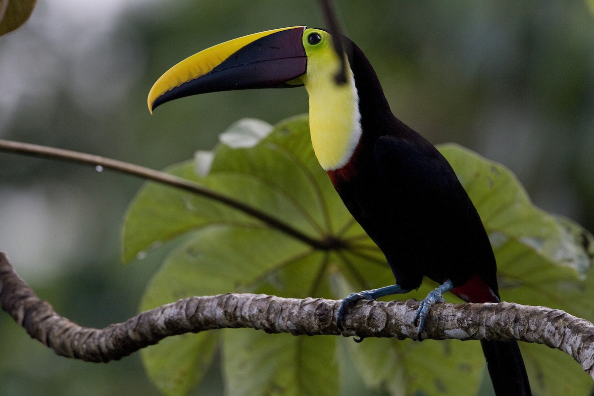 Yellow-throated Toucan (Chestnut-mandibled) - ML129933541