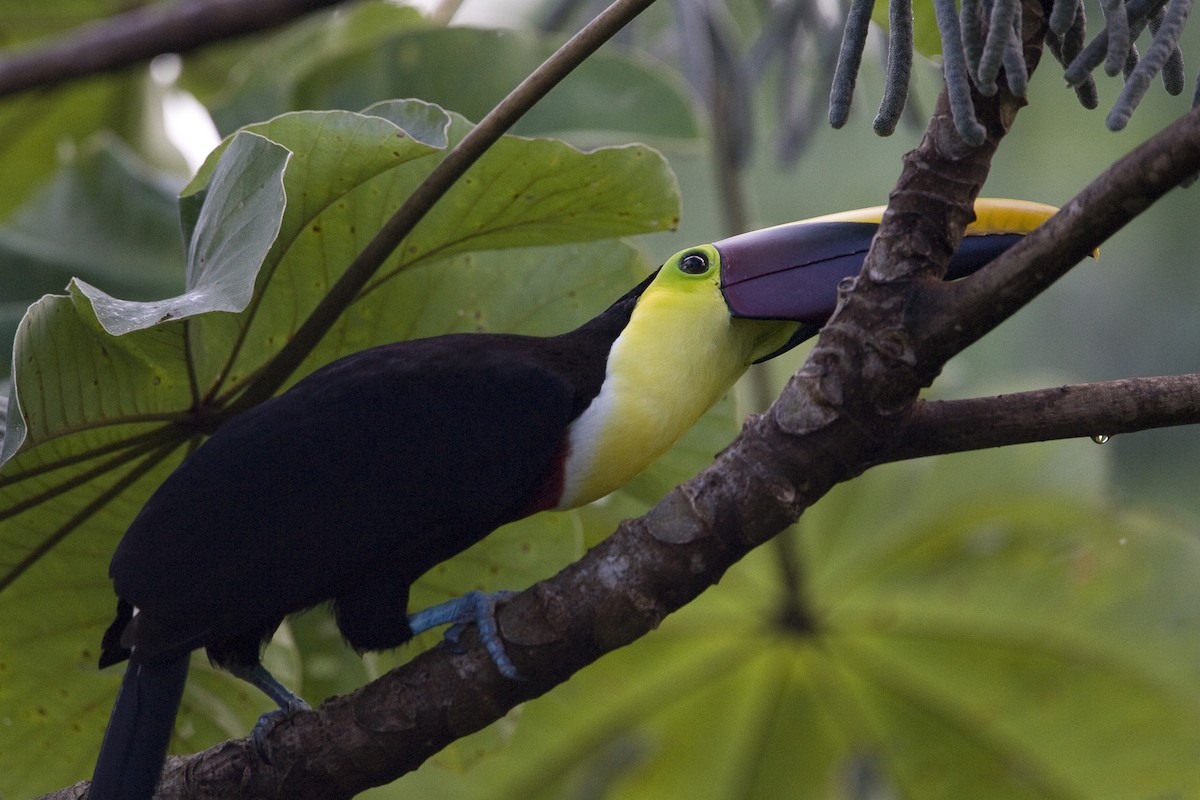 Yellow-throated Toucan (Chestnut-mandibled) - ML129933561