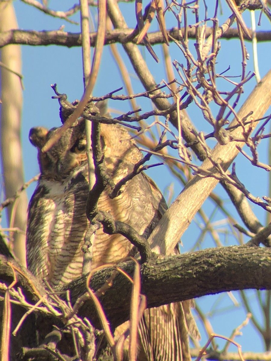 Great Horned Owl - Donald Laghezza