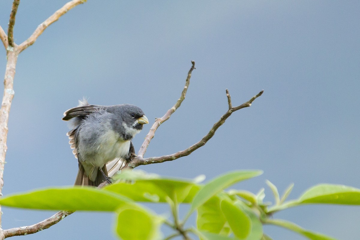Double-collared Seedeater - ML129935011