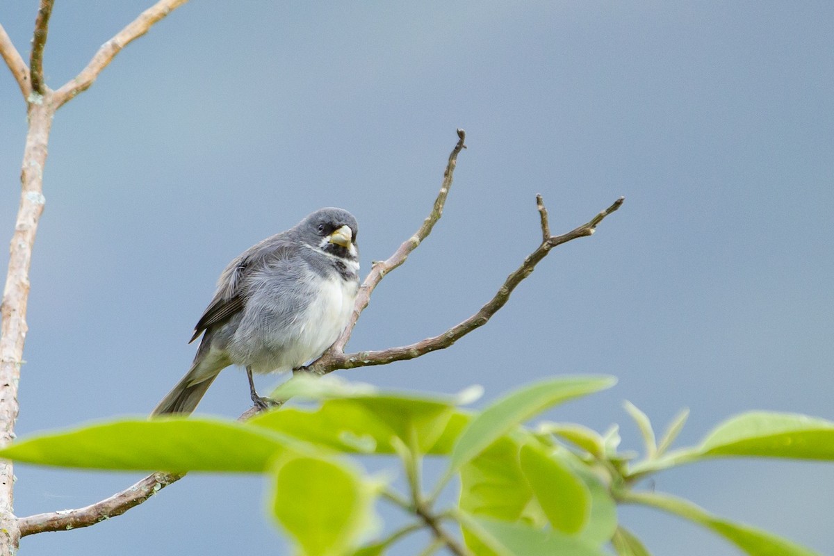 Double-collared Seedeater - ML129935061