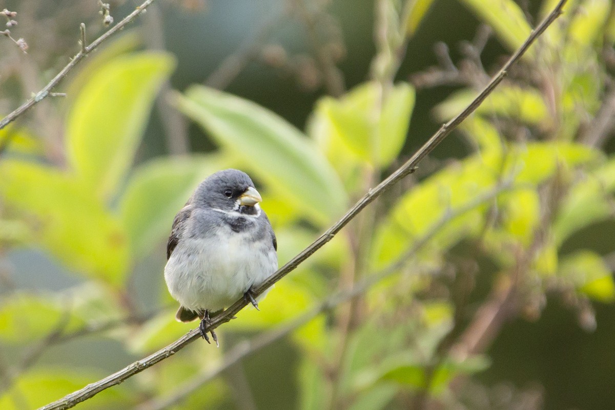 Double-collared Seedeater - ML129935081
