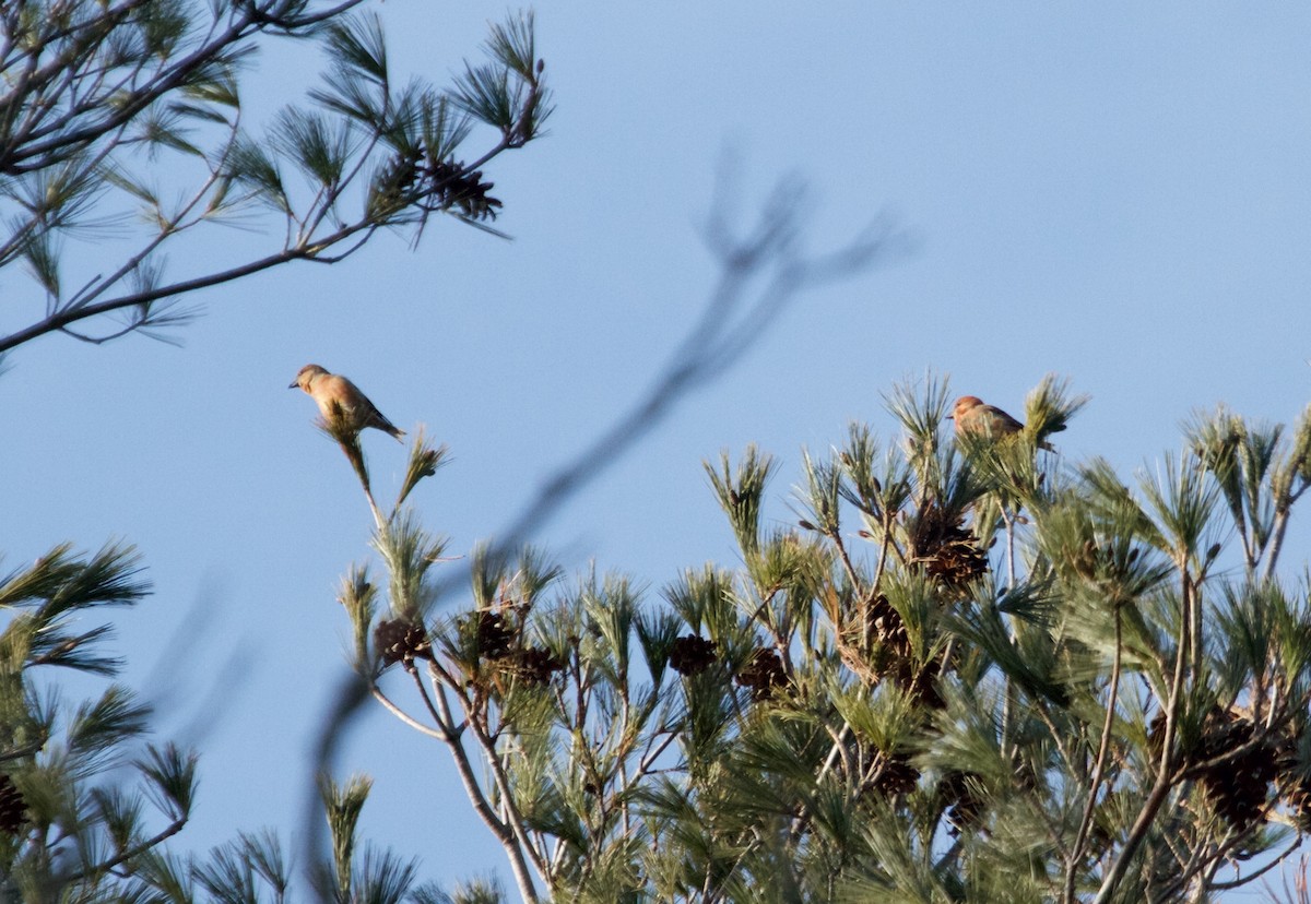 Red Crossbill (Northeastern or type 12) - ML129935531