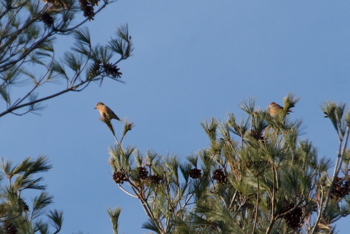 Red Crossbill (Northeastern or type 12) - ML129935541
