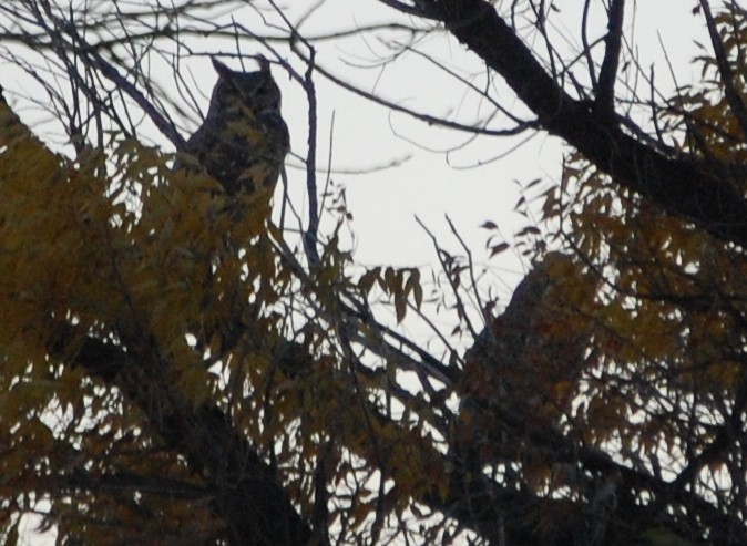 Great Horned Owl - ML129935621
