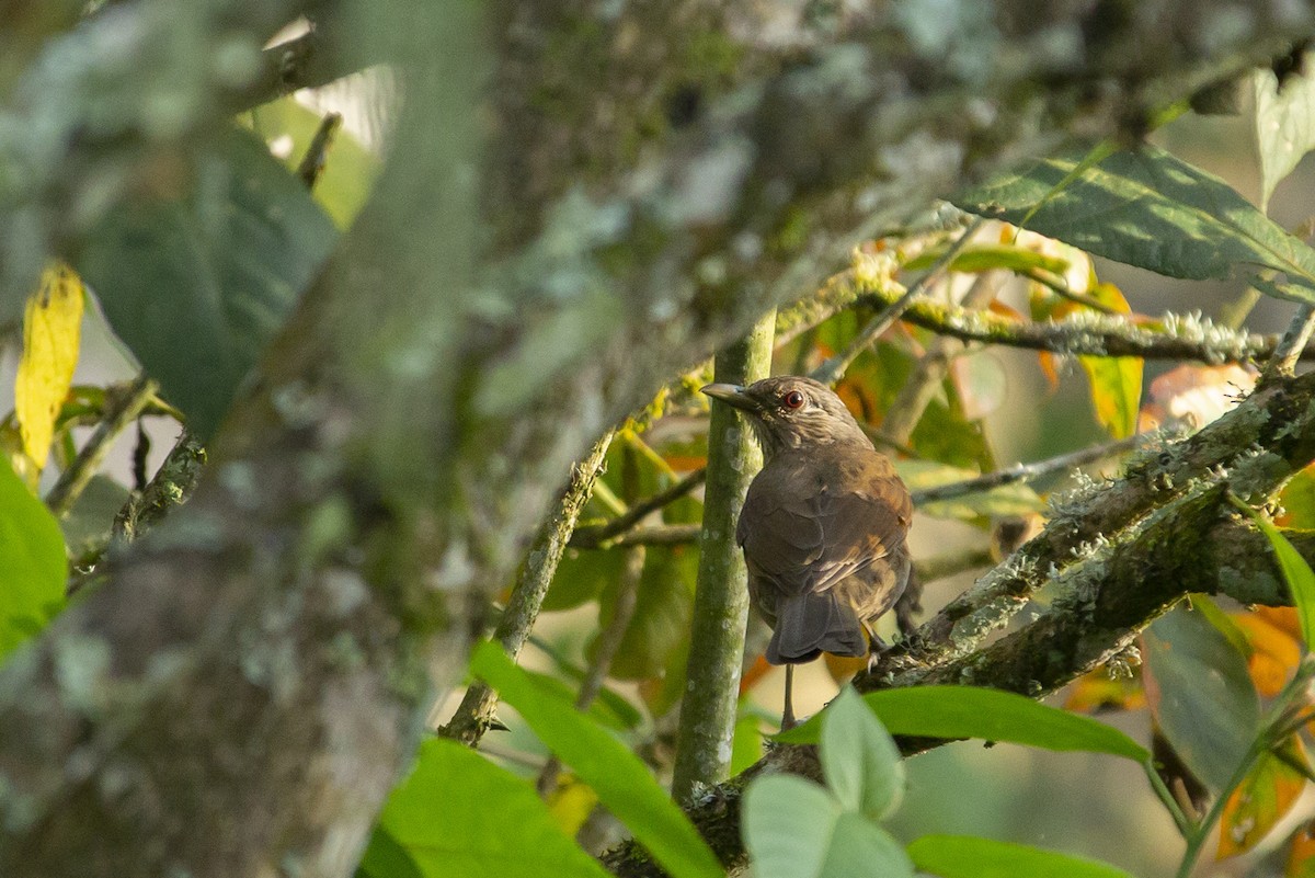 Pale-breasted Thrush - ML129937641