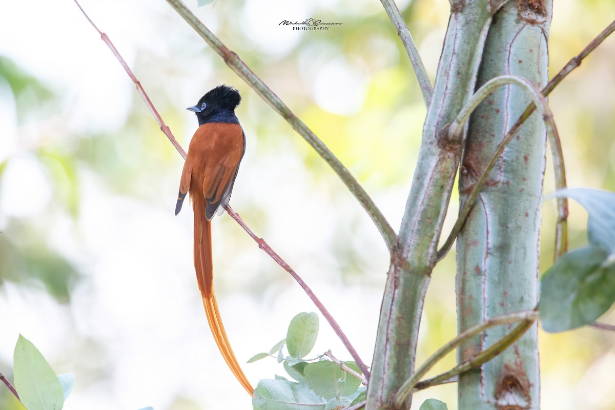 African Paradise-Flycatcher - Michelle Summers