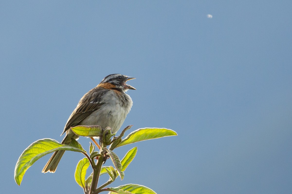 Rufous-collared Sparrow - Joshua Covill