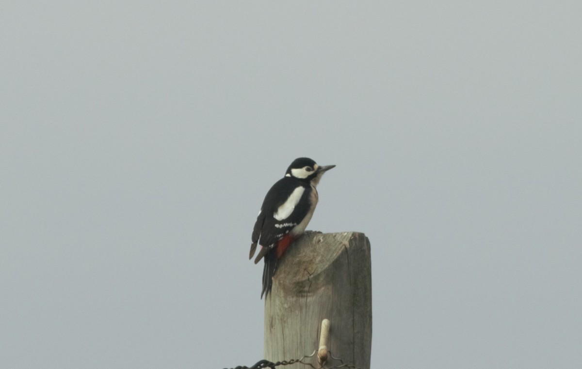 Great Spotted Woodpecker - ML129938331