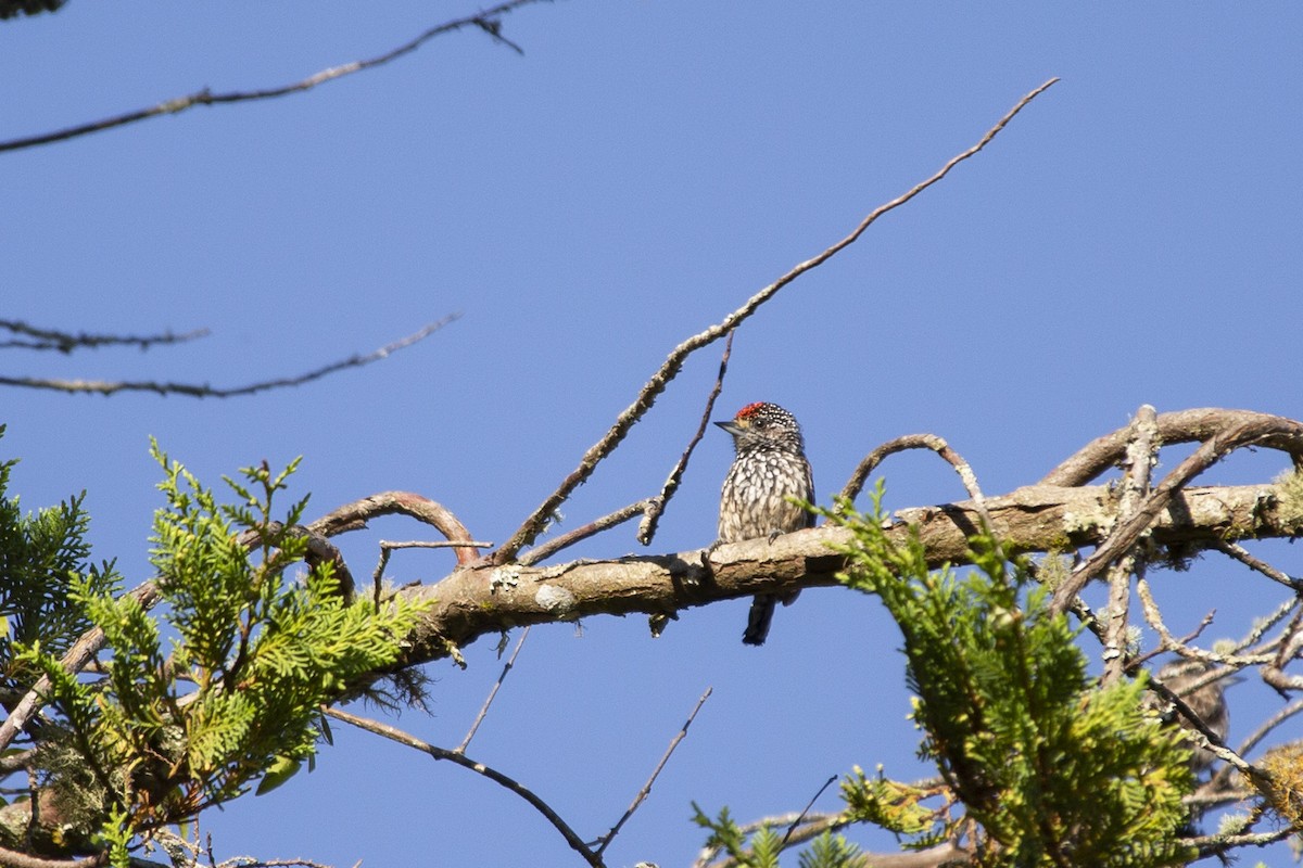White-wedged Piculet - ML129938971