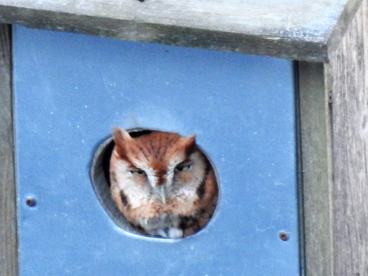 Eastern Screech-Owl - Dennis S Main