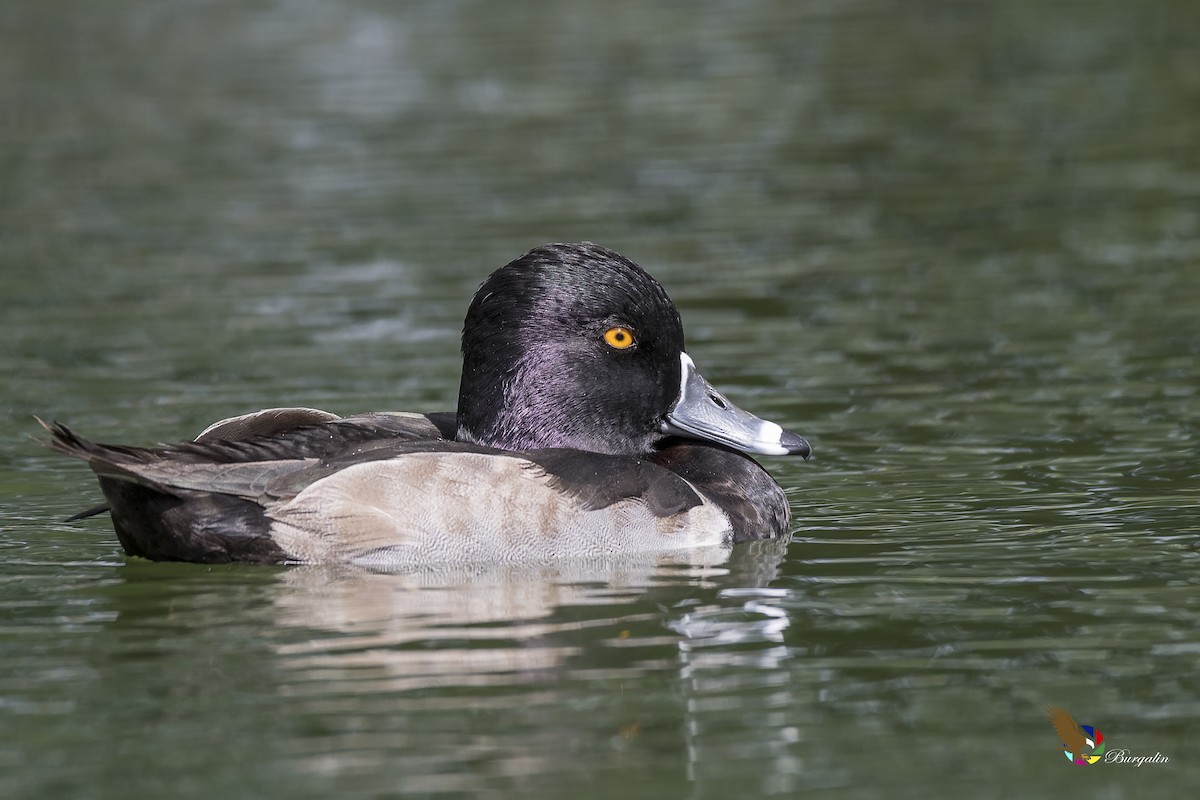 Ring-necked Duck - fernando Burgalin Sequeria