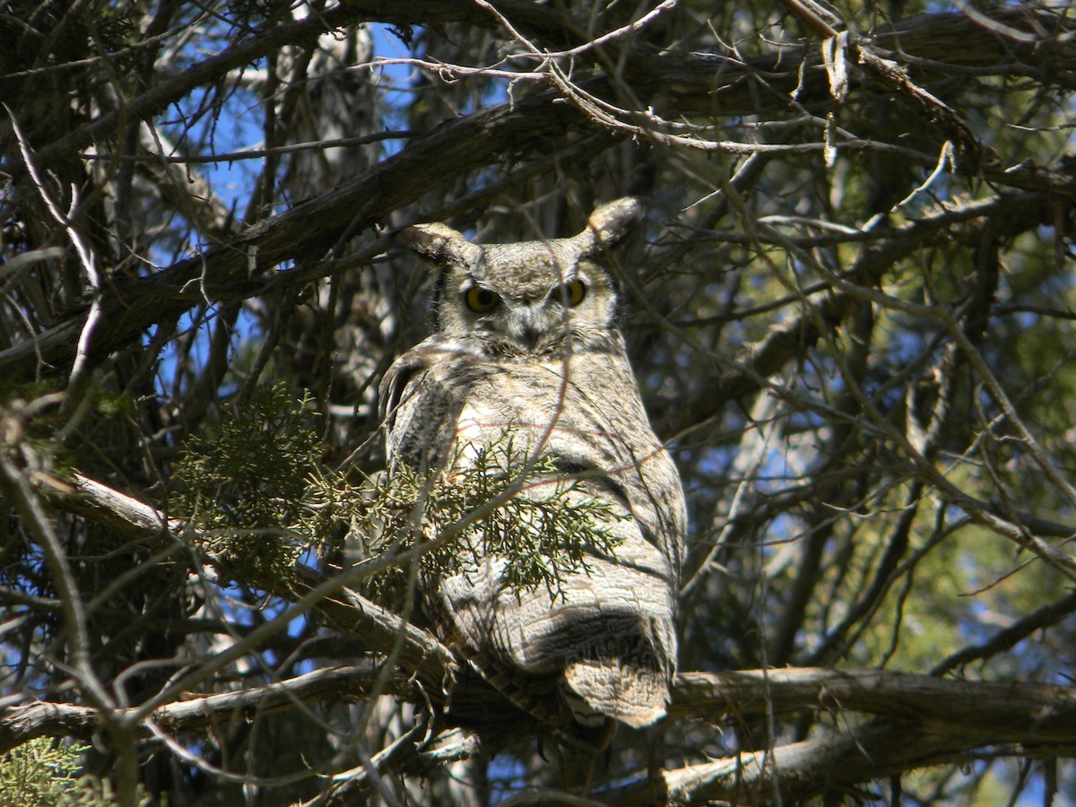 Great Horned Owl - Jason Talbot