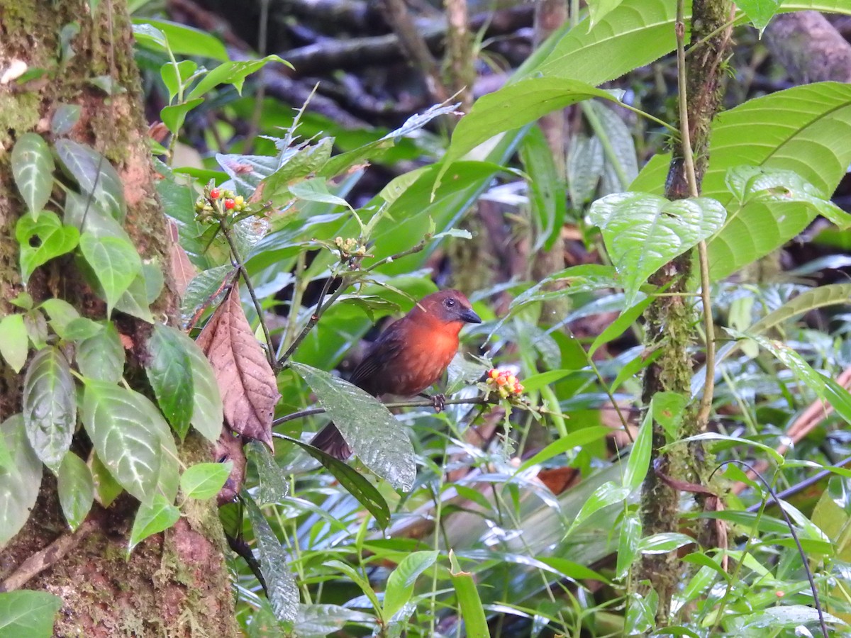 Red-throated Ant-Tanager - ML129941181