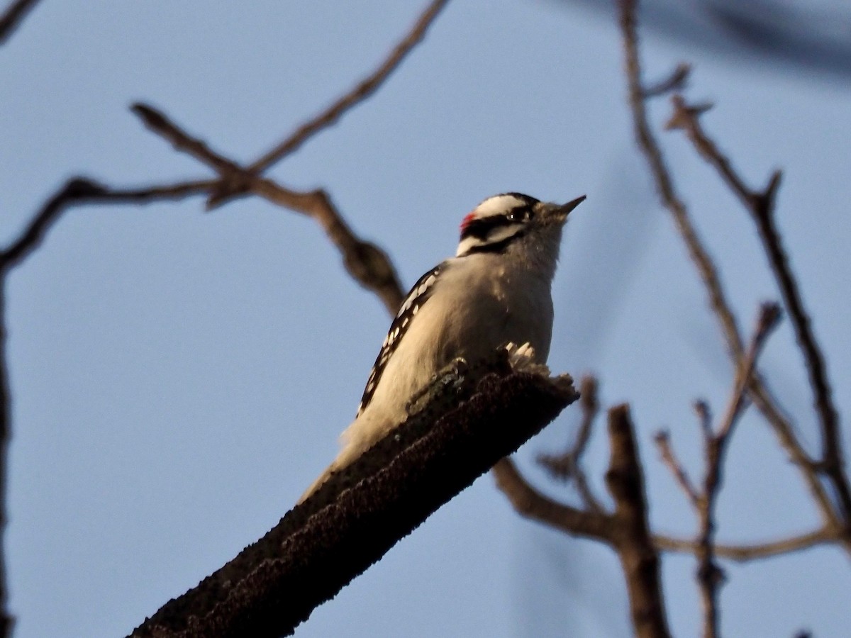 Downy Woodpecker - Harlee Strauss