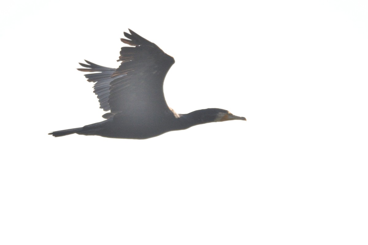 Great Cormorant - Andrew Schopieray