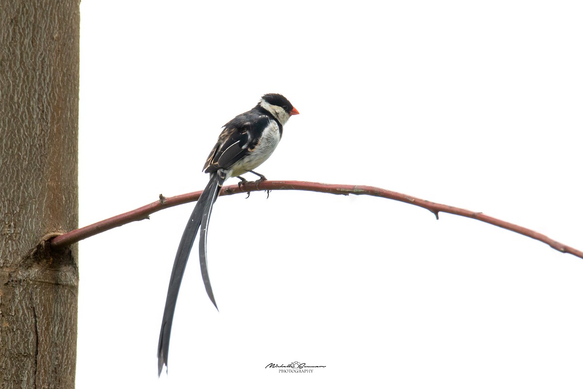 Pin-tailed Whydah - ML129942251