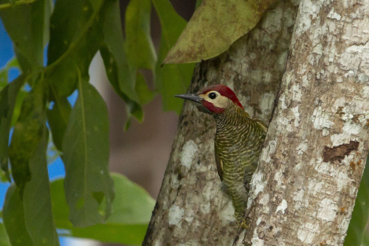 Golden-olive Woodpecker - ML129944961