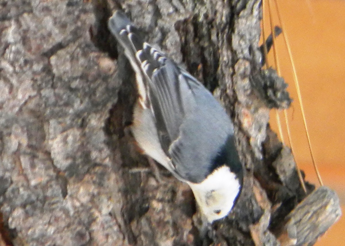 White-breasted Nuthatch - ML129945491