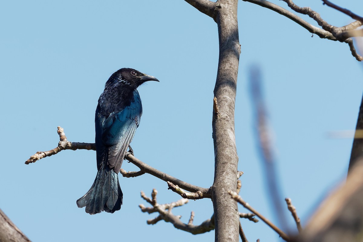Hair-crested Drongo - Vincent Wang