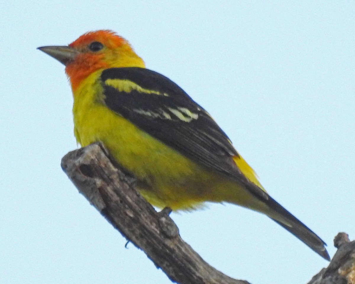 Western Tanager - ML129949791