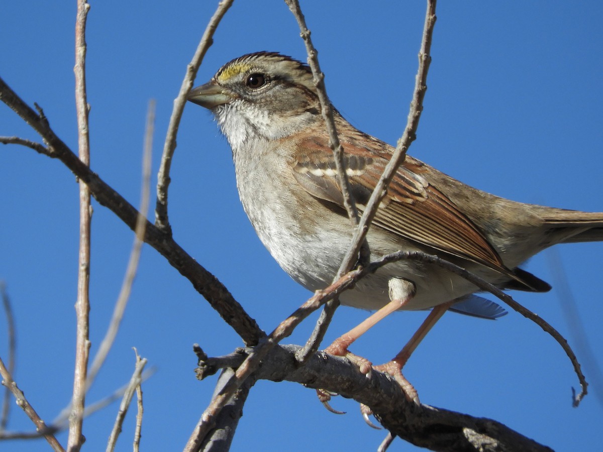 White-throated Sparrow - Paul Suchanek