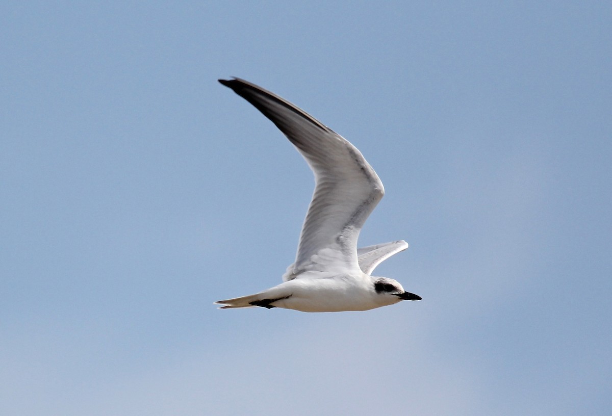 Gull-billed Tern - Ben Lagasse
