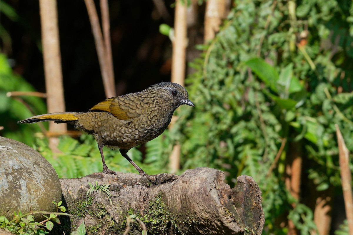 Scaly Laughingthrush - Vincent Wang