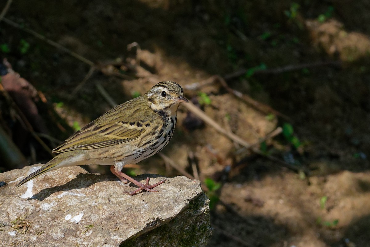 Olive-backed Pipit - ML129954121