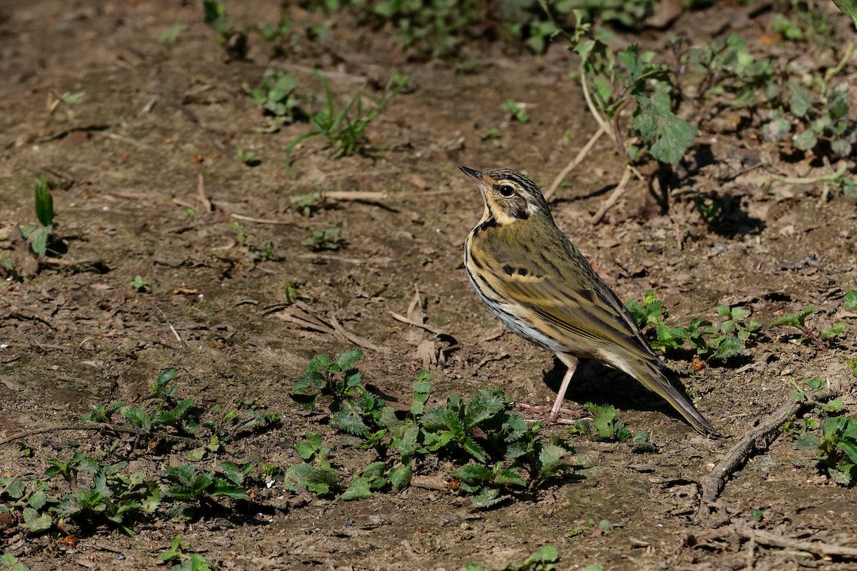 Olive-backed Pipit - ML129954301