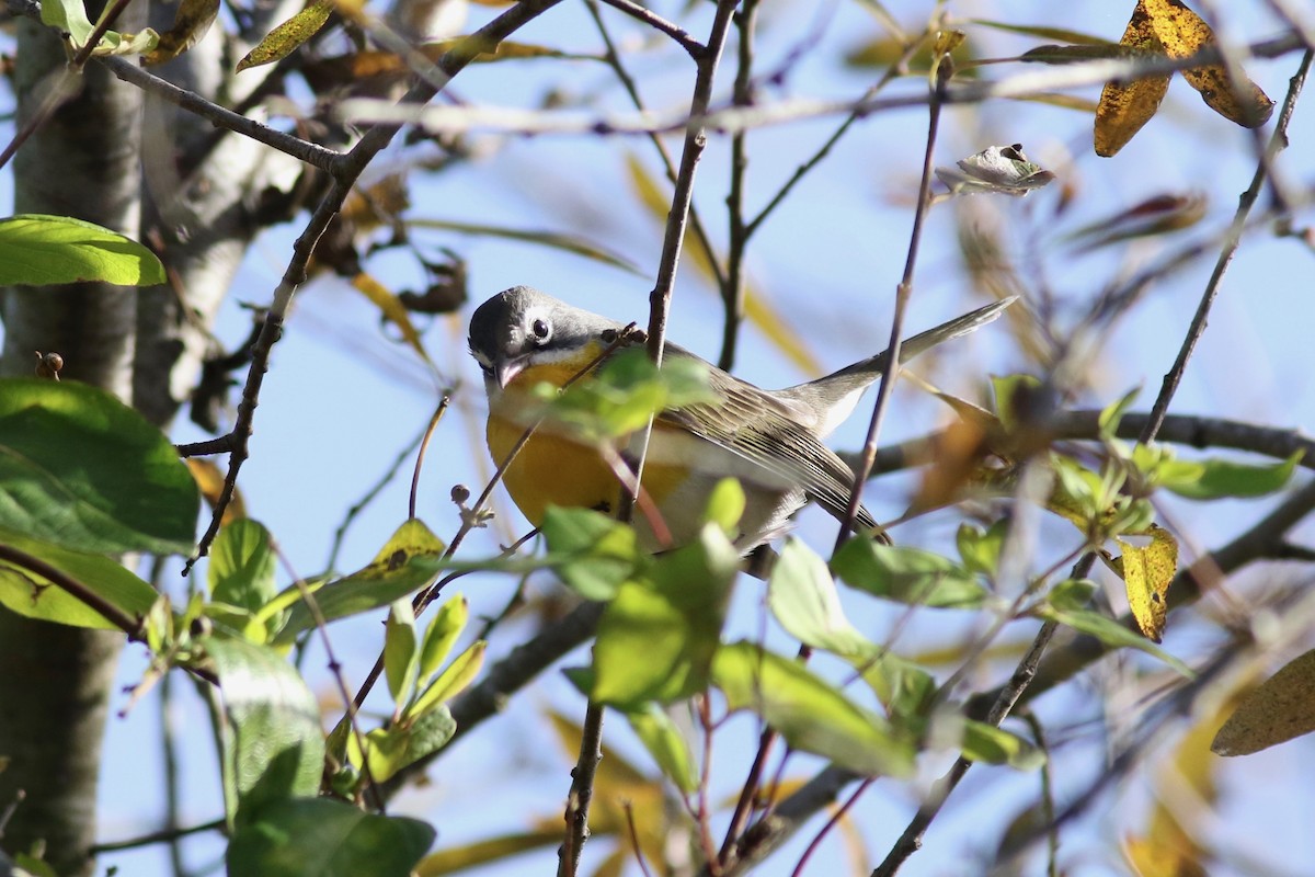 Yellow-breasted Chat - ML129954711
