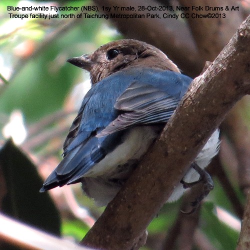 Blue-and-white Flycatcher - ML129954921