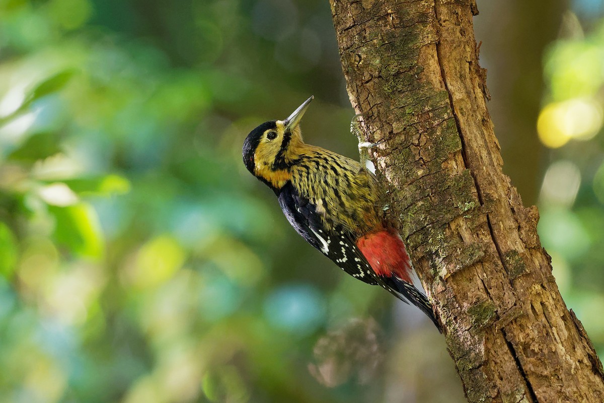 Darjeeling Woodpecker - ML129957231