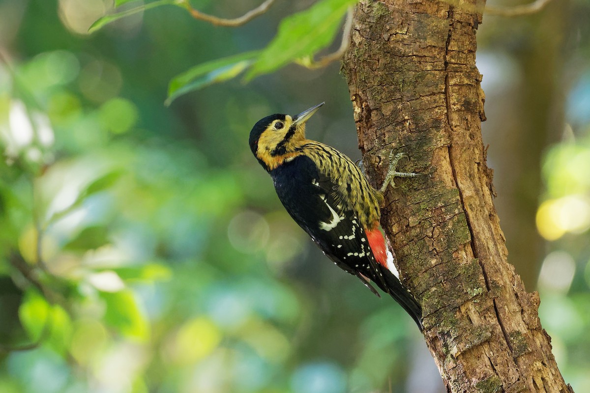 Darjeeling Woodpecker - ML129957271