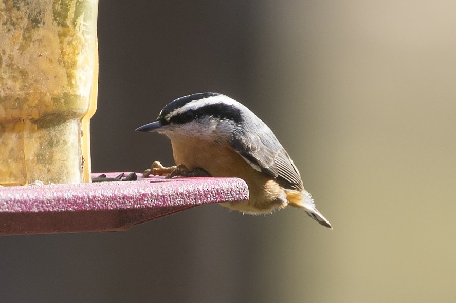 Red-breasted Nuthatch - ML129959501