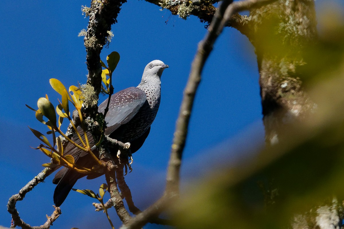 Speckled Wood-Pigeon - ML129959741
