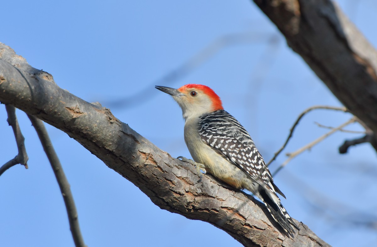 Red-bellied Woodpecker - ML129962721