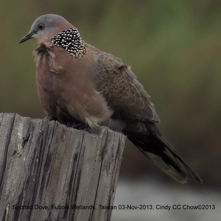 Spotted Dove - Ed Thomas