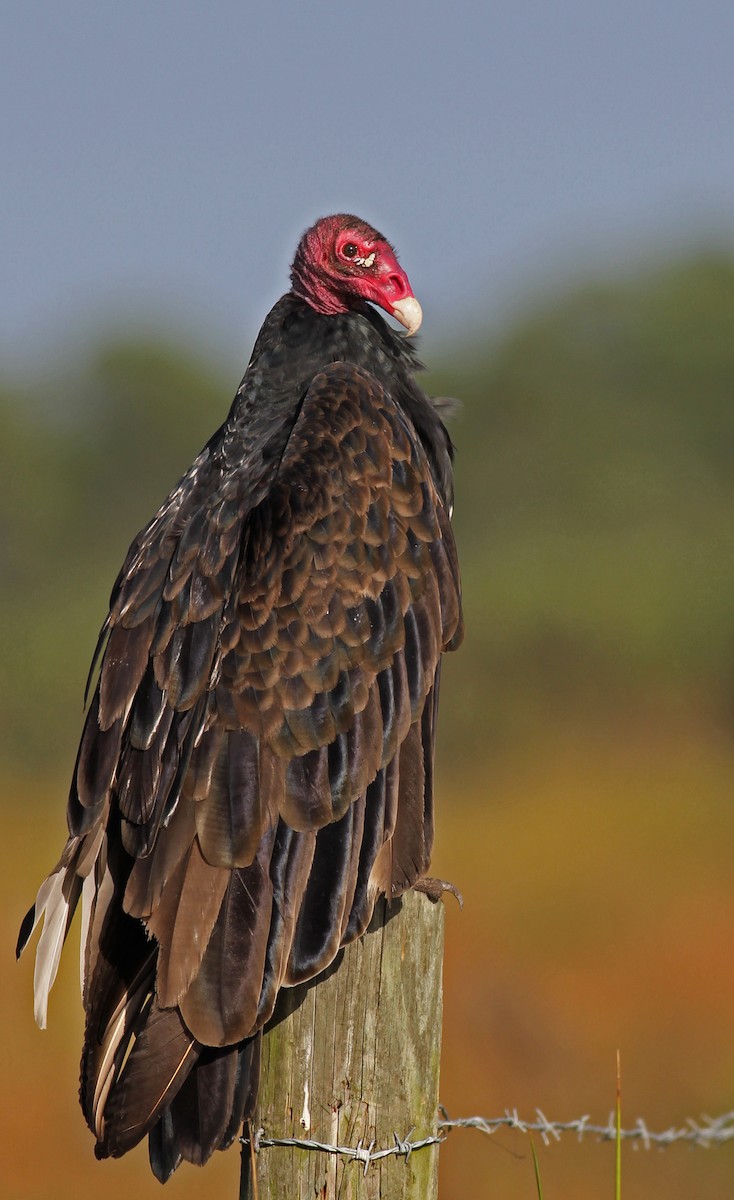 Turkey Vulture - ML129977011