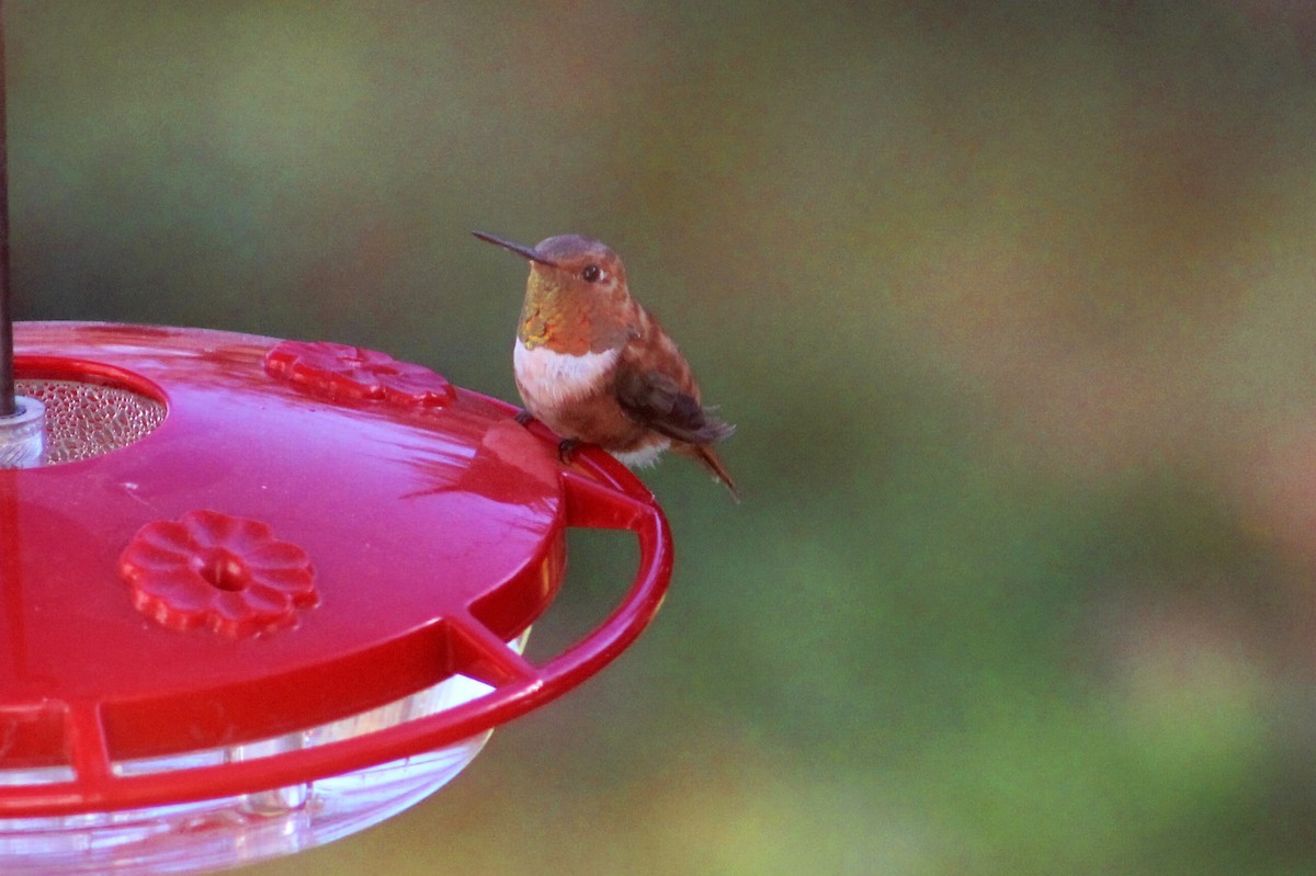 Rufous Hummingbird - ML129977811