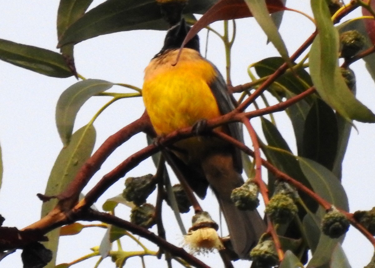 Buff-breasted Mountain Tanager - ML129980141