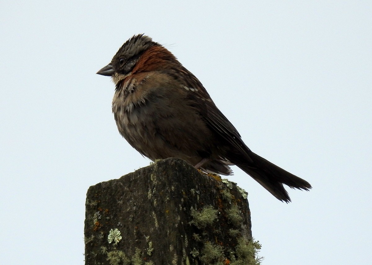 Rufous-collared Sparrow - ML129981001