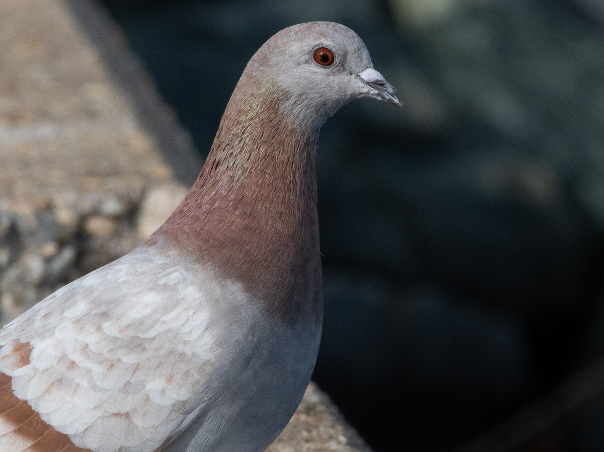 Rock Pigeon (Feral Pigeon) - ML129981091