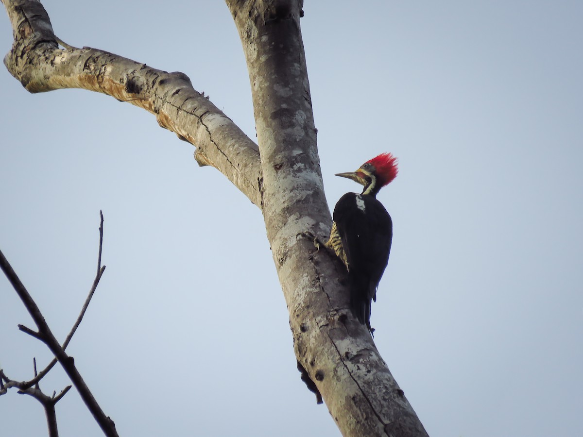 Lineated Woodpecker - Arthur Gomes