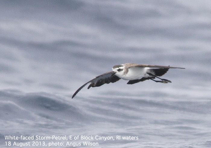 White-faced Storm-Petrel - Angus Wilson