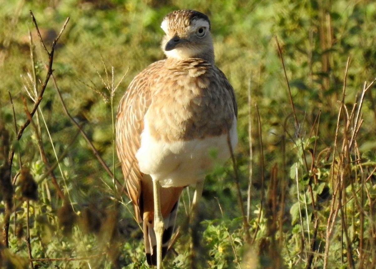 Double-striped Thick-knee - ML129986791