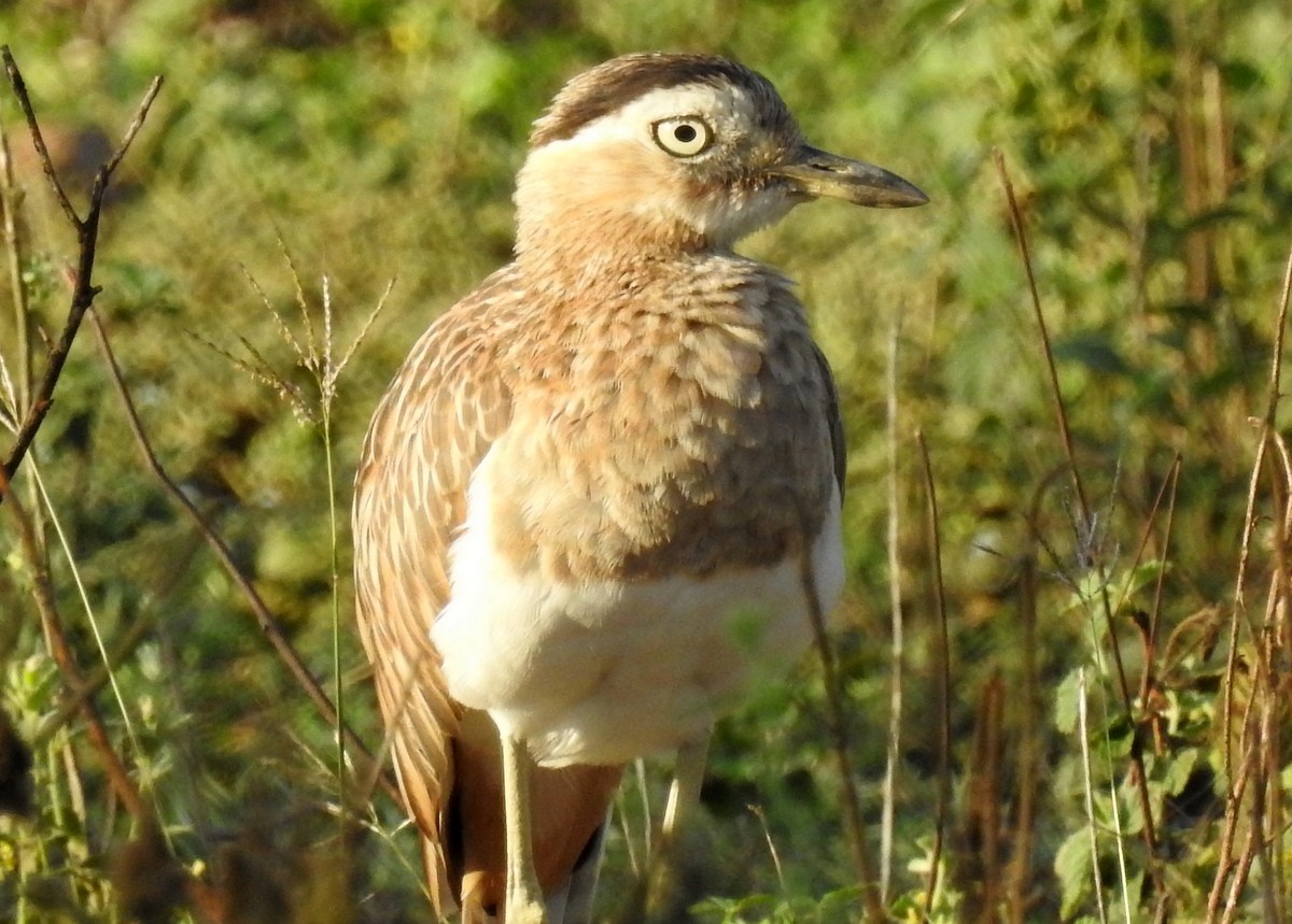 Double-striped Thick-knee - ML129986801