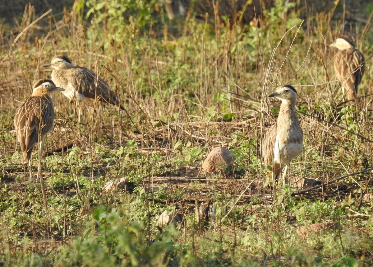 Double-striped Thick-knee - ML129986811