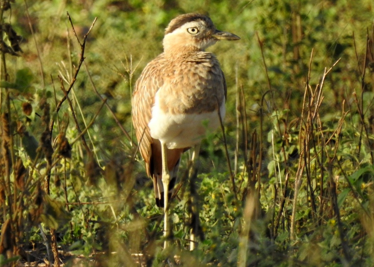 Double-striped Thick-knee - Andy Frank